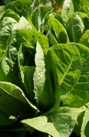 Markene's lettuce