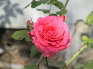 reynier-rose